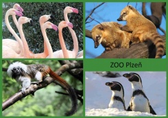 pohled A5
foto : archiv Zoologické zahrady
Jižní Amerika