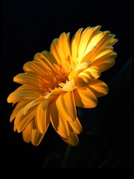 Gerbera