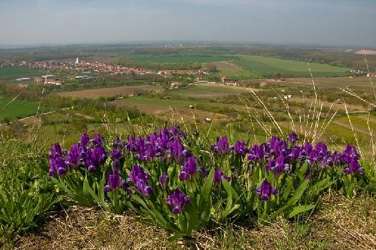 Pouzdřany