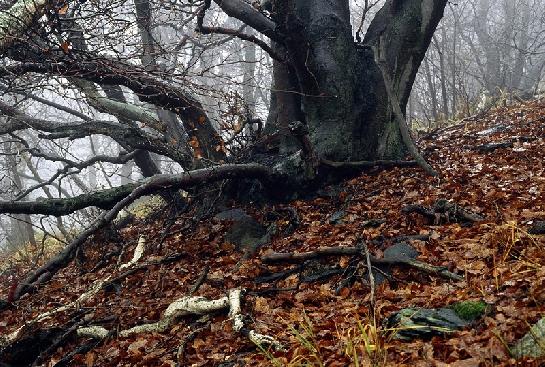 Podzim na Milešovce