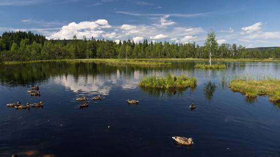 chalupská slat