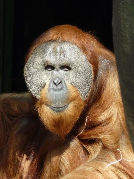 Orangutan