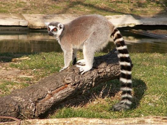 Lemur