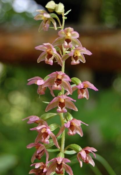 Epipactis - Kruštík