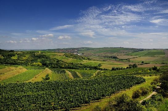 Kraj vinic