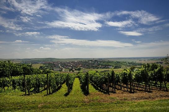 Vinice nad Bořeticemi