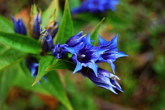 Hořec tolitový (Gentiana asclepiadea)