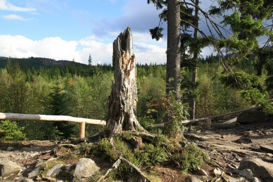 U Prášilského jezera - Šumava