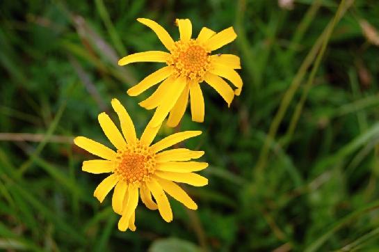 Arnica Montana - Prha Arnika