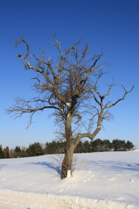 Zimní pohádka