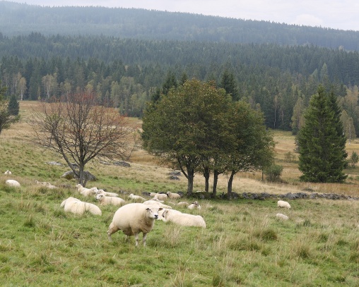 Knížecí pláně III. - Šumava