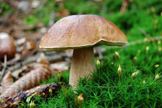 Hřib smrkový - Boletus edulis