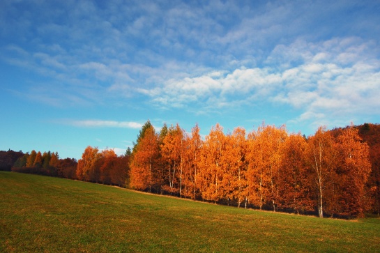 Divoká Šárka