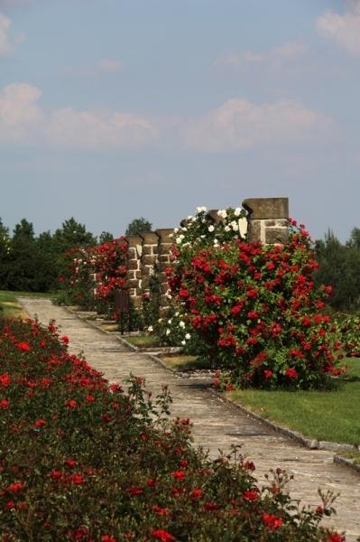 Lidice memorial - Růžový sad