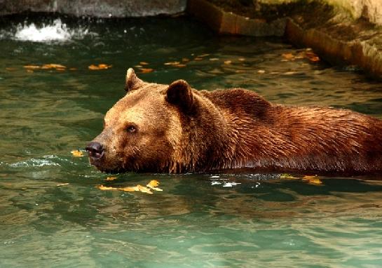 ZOO Plzeň medvěd hnědý