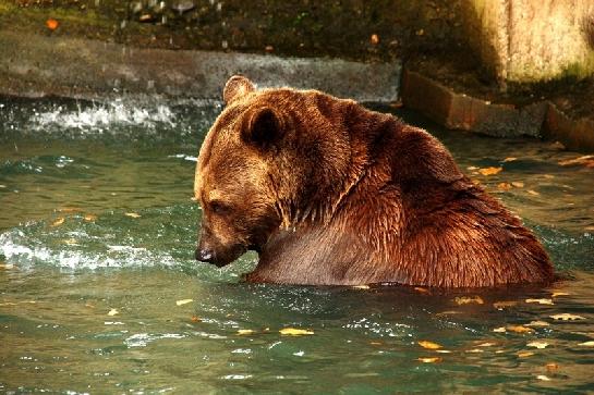 ZOO Plzeň medvěd hnědý