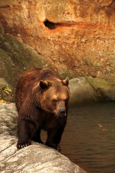 ZOO Plzeň medvěd hnědý