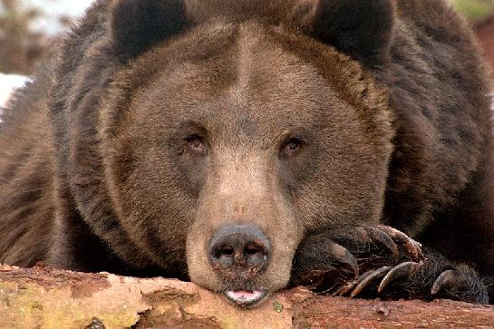 Medvěd hnědý (Ursus arctos)