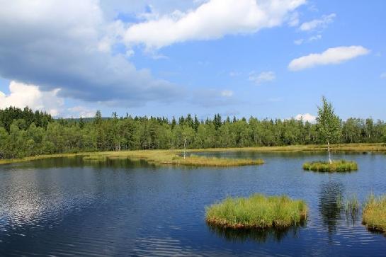 Chalupská slať - Šumava