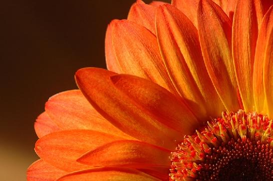 Gerbera