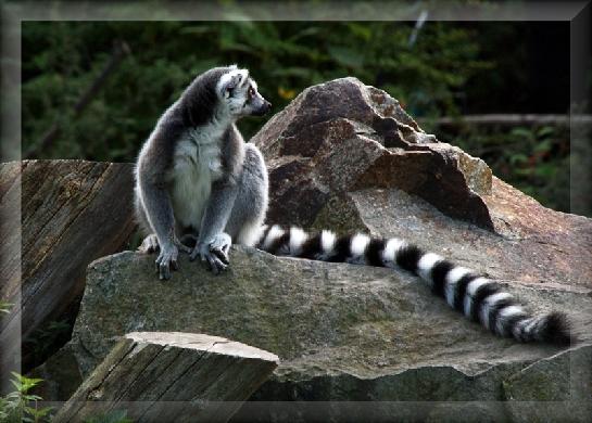 Zoo Plzeň Lemur