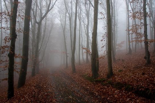 Šumava - Královský hvozd