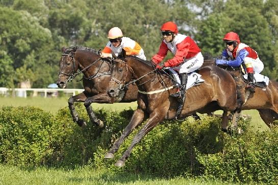 dostihy Brno-Dvorská