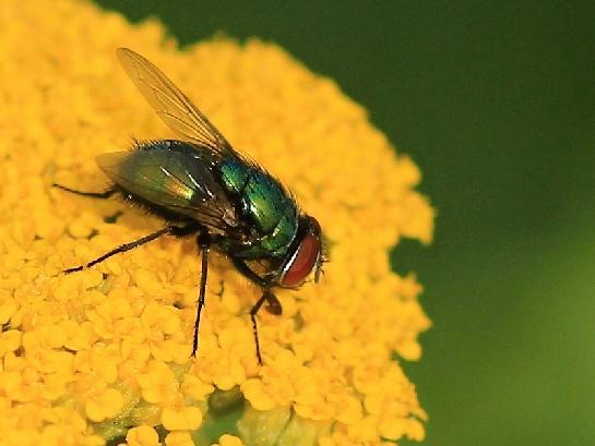 Moucha na žebříčku (Achillea)