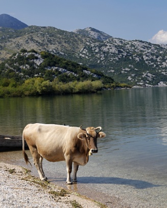 U Skodarského jezera