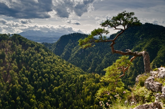 Pieniny