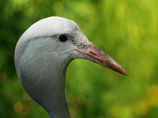 z pražské ZOO