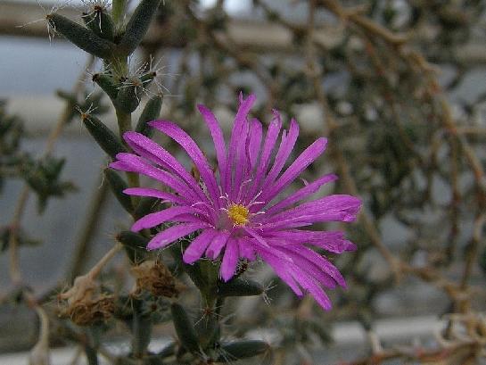 Flora Olomouc