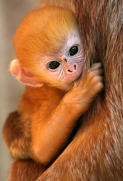 Langur jávský II