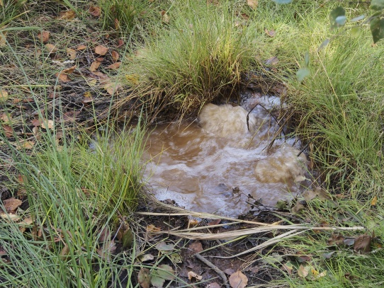 Národní přírodní rezervace SOOS u Františkových Lázní