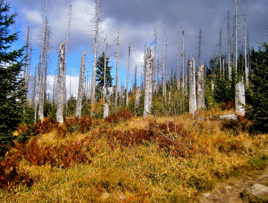 Lusen - Luzný ( 1376 m )