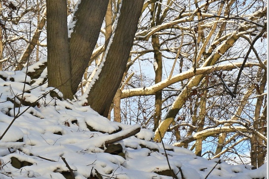 Zřícenina hradu Ostrý u Milešova