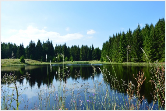 Příroda, Novodomská rašeliniště, Hora Sv.Šebestiána, Chomutovsko No.6