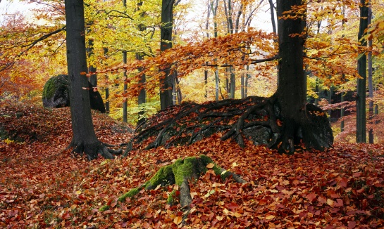 Oldřichovské háje a skály