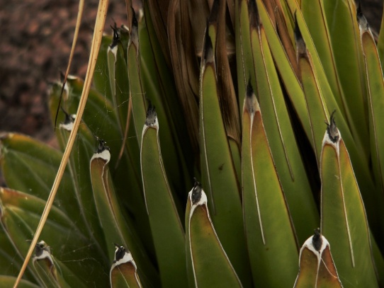 Agave