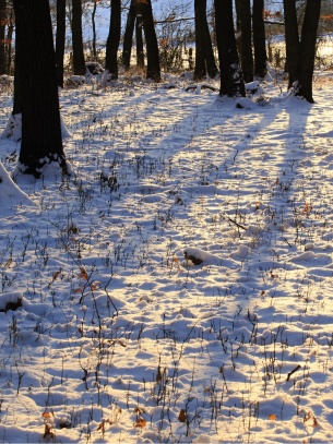 Zřícenina hradu Ostrý u Milešova