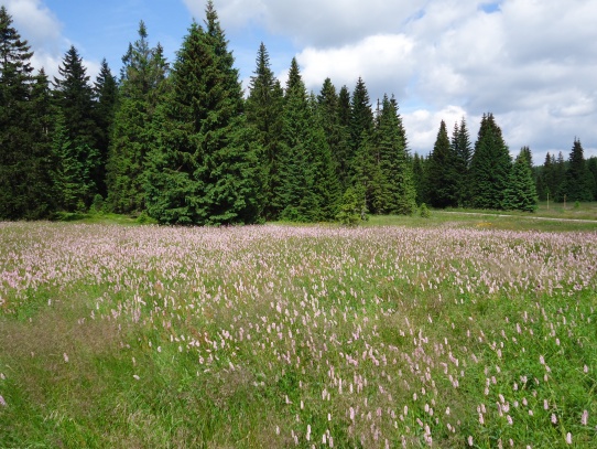 Boží Dar - rašeliniště