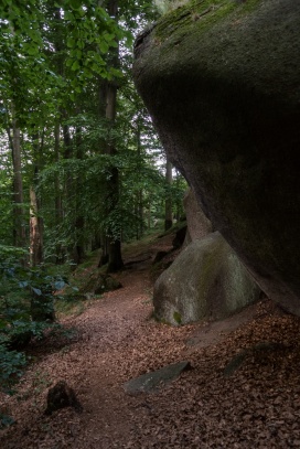 Jizerskohorské bučiny