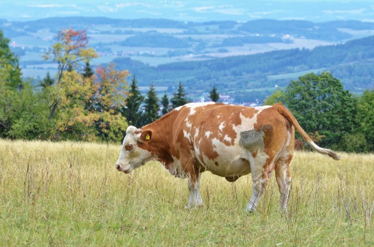 Šumava , pod hradem Kašperk 