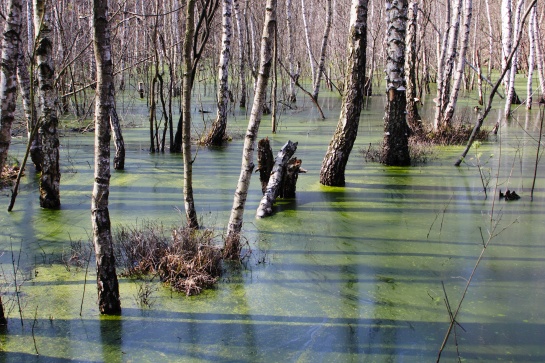 Bažina