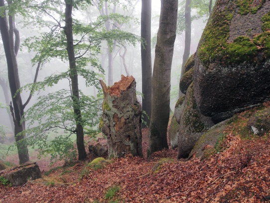 Oldřichovské háje a skály NS