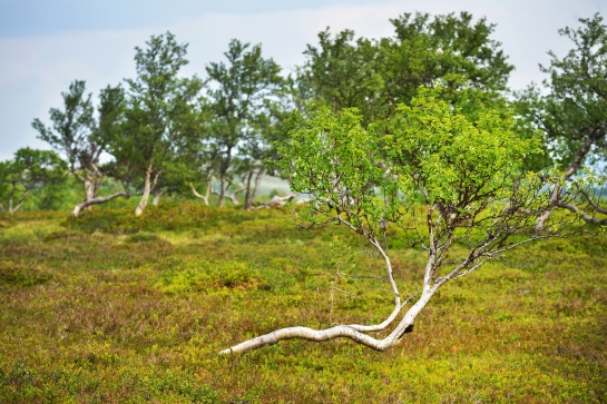 NORSKO - NP Rondane