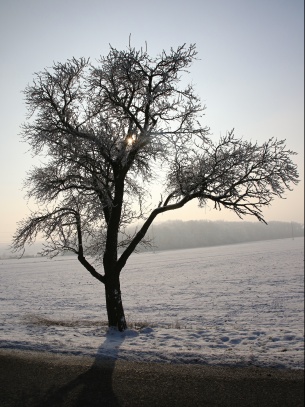 Strom v protisvětle