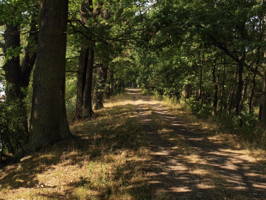 Rybník a ptačí oblast Řežabinec 