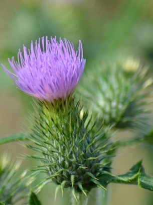 Flora a fauna v okolí Teplé