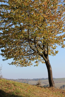 Solitér na Mohyle